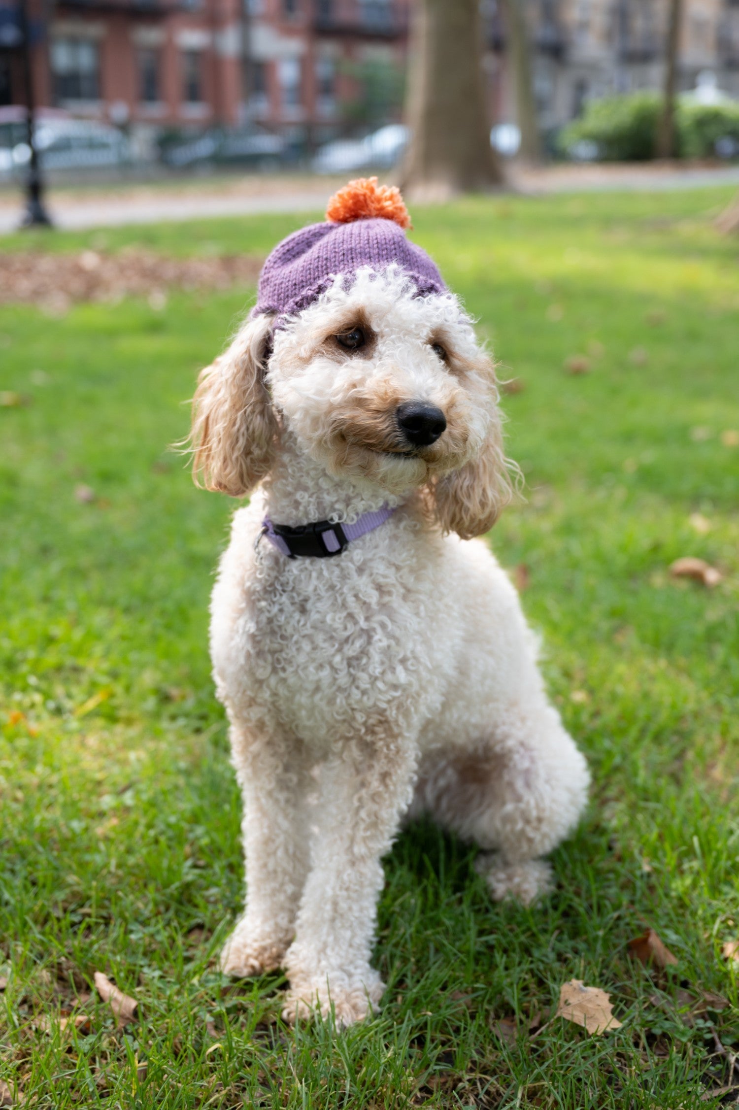 Lola Pom-Pom Beanie (Knit)
